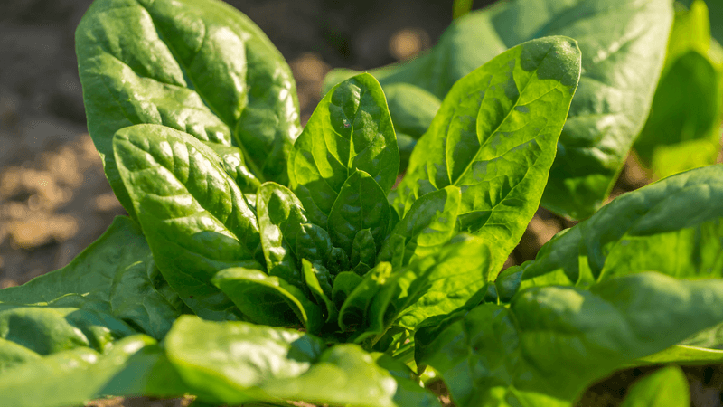 Spinach
