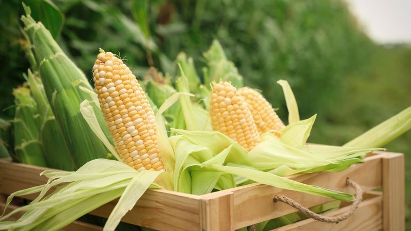Sweet Corn