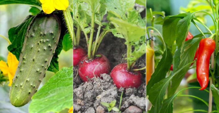 Best Crops to Plant in Nebraska for Beginners