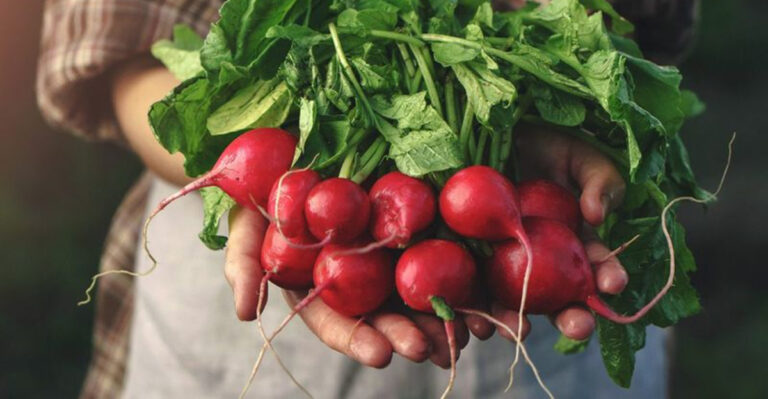Best Fall Crops to Plant in Arkansas for a Late Harvest