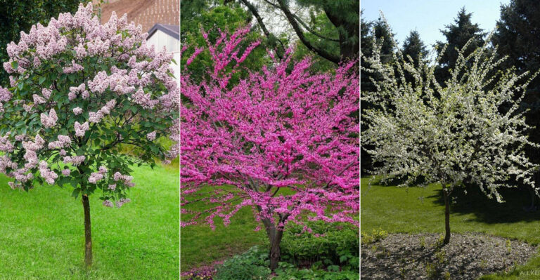 Best Flowering Trees for South Dakota Gardens