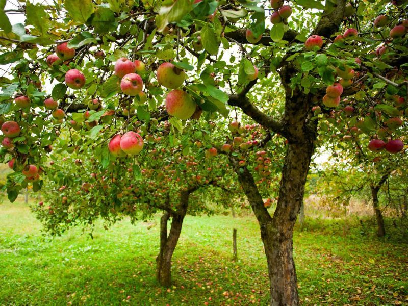 Apple Tree