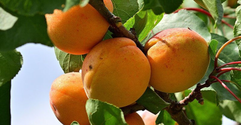 Best Fruit Trees to Grow in Pennsylvania Backyards