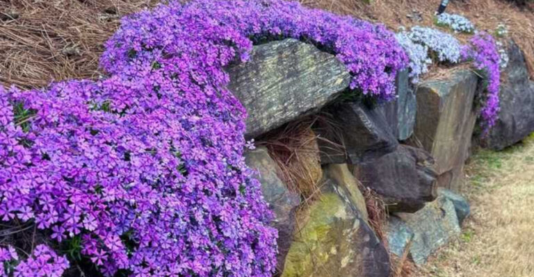 Best Groundcovers for Sloped Yards in West Virginia