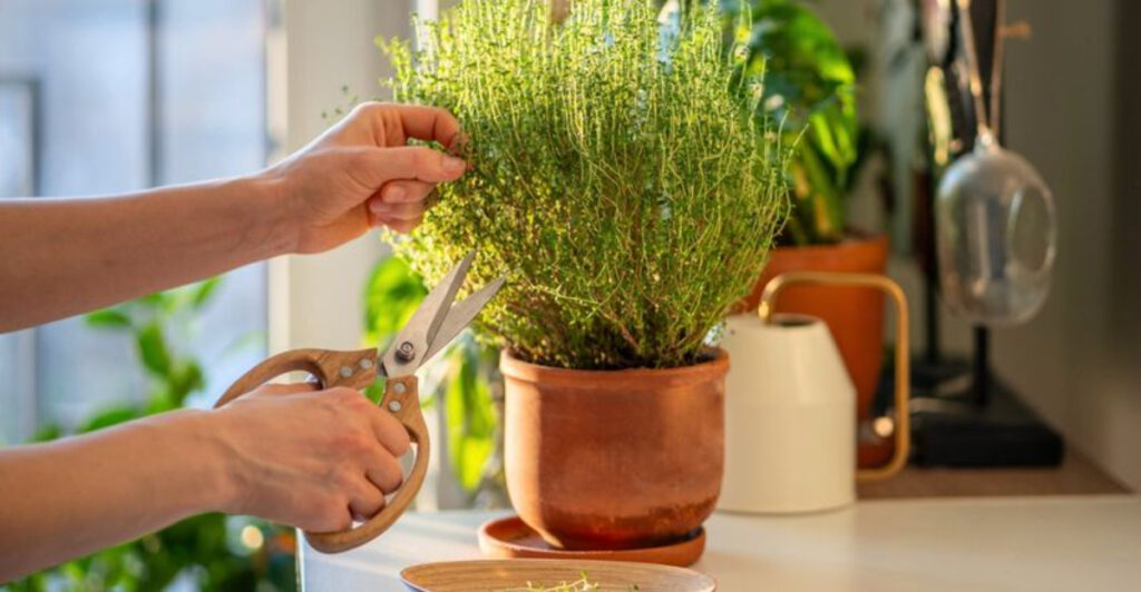 Best Herbs to Grow Indoors in Illinois Winters