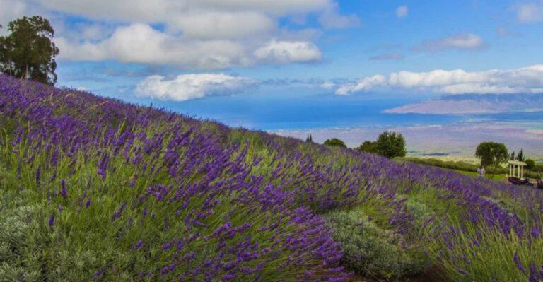 Best Herbs to Grow Year-Round in Hawaii’s Tropical Climate