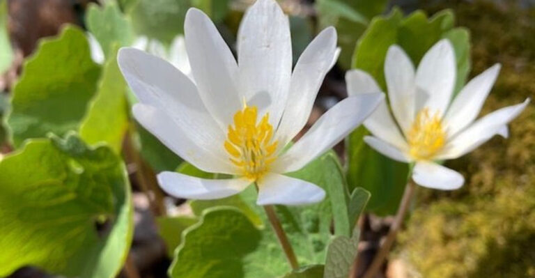 Best Native Perennials for Connecticut Shade Gardens
