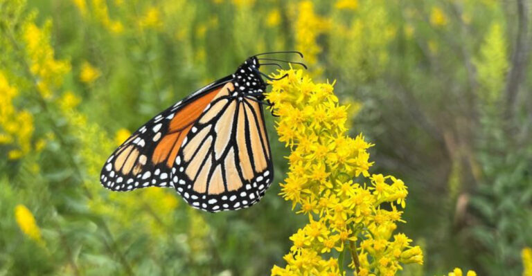 Best Pollinator Plants for Michigan Gardens