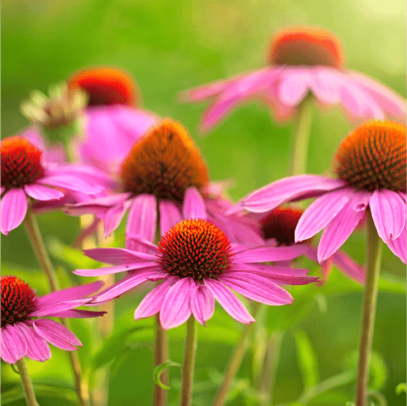 Purple Coneflower (Echinacea purpurea)
