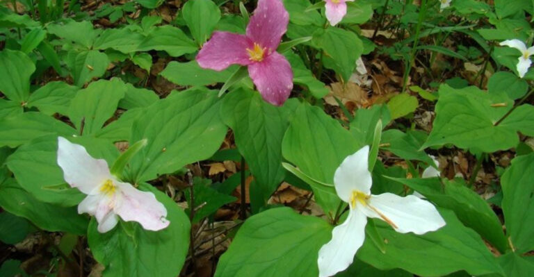 Best Shade-Loving Plants for Washington State Gardens