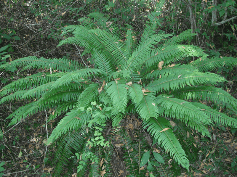 Western Sword Fern