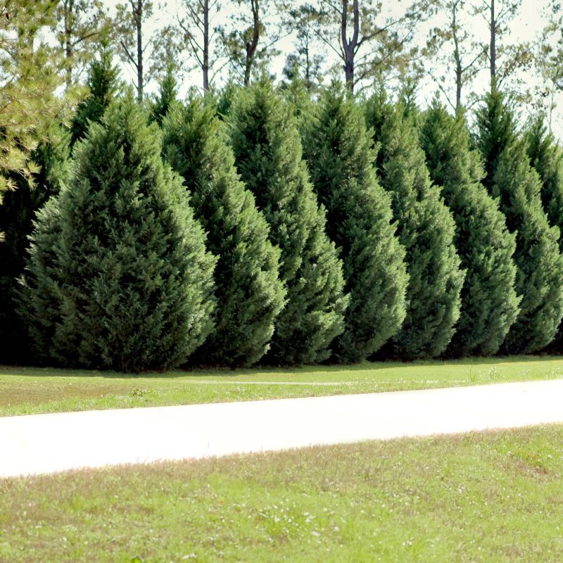 Leyland Cypress