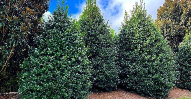 Best Shrubs for Privacy in North Carolina Yards