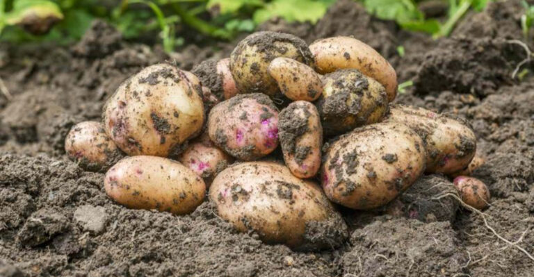 Best Vegetables for North Dakota’s Short Growing Season