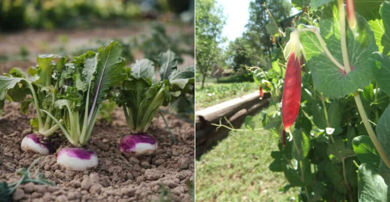 Best Vegetables for Utah’s High Elevation Gardens
