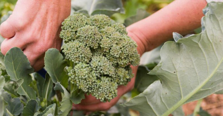 Best Vegetables to Grow in Michigan’s Short Summer Season