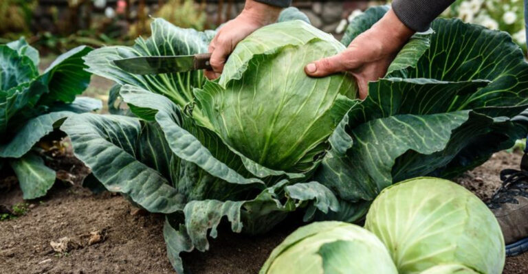 Best Vegetables to Grow in Montana’s Unique Climate
