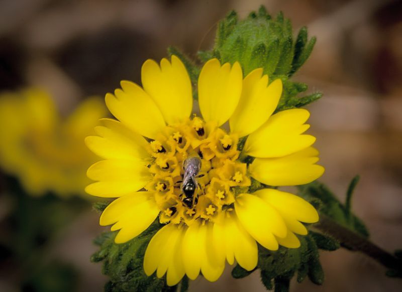 Santa Cruz Tarplant (Holocarpha macradenia)