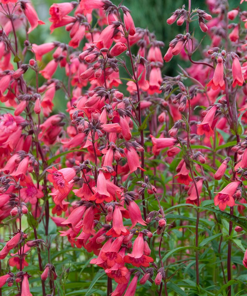 Penstemon