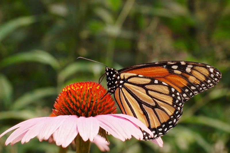 Purple Coneflower Power