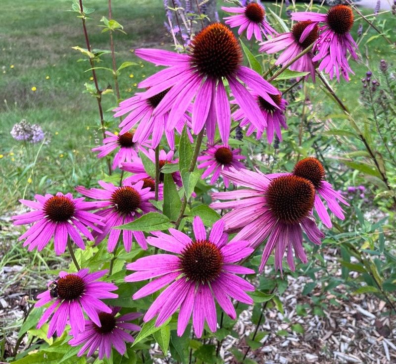 Coneflower (Echinacea)