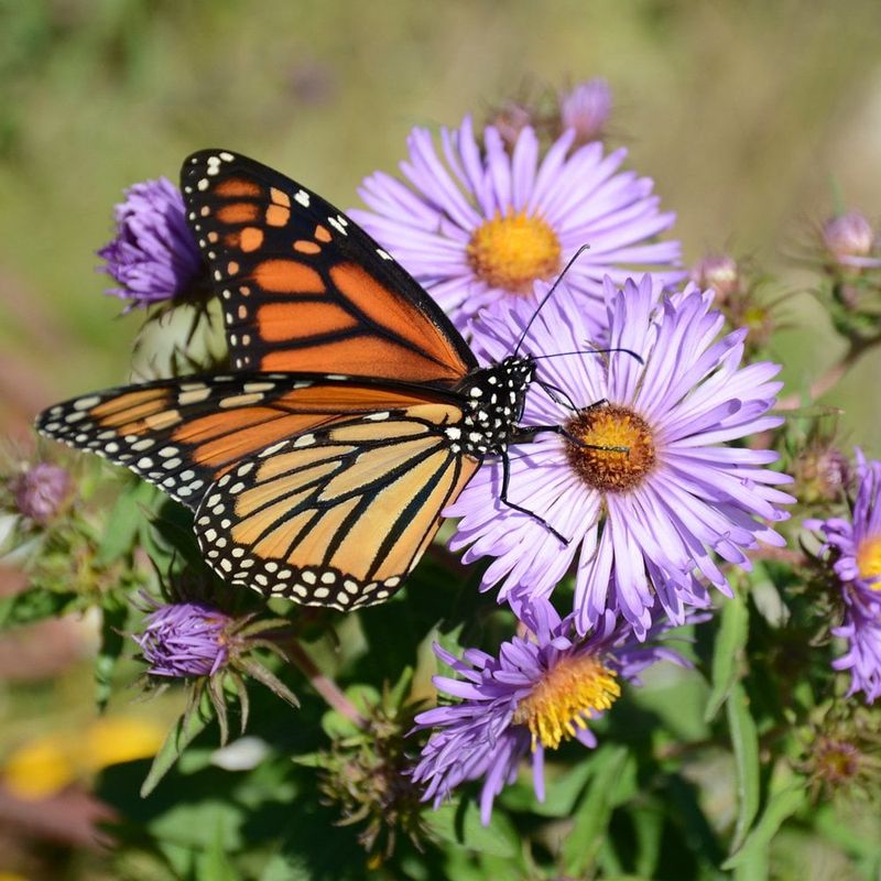 New England Aster (Symphyotrichum novae-angliae)