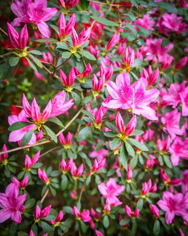 Azaleas: Spring's Grand Finale