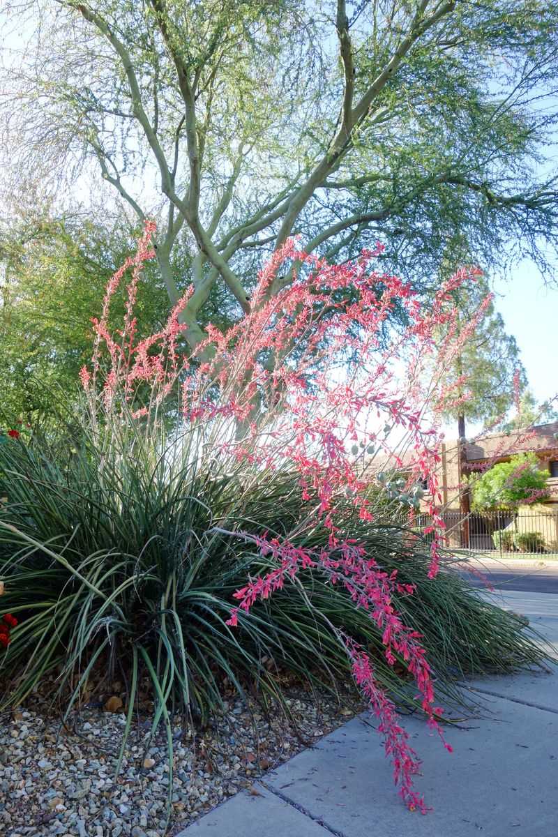Red Yucca