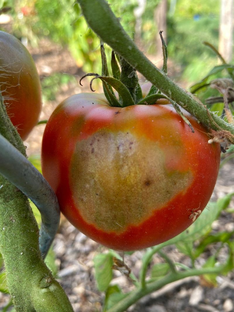 Sunscald Turns Perfect Tomatoes into Leather