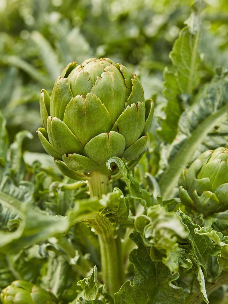 Artichoke
