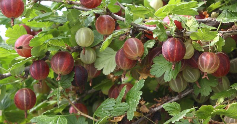 Gooseberries