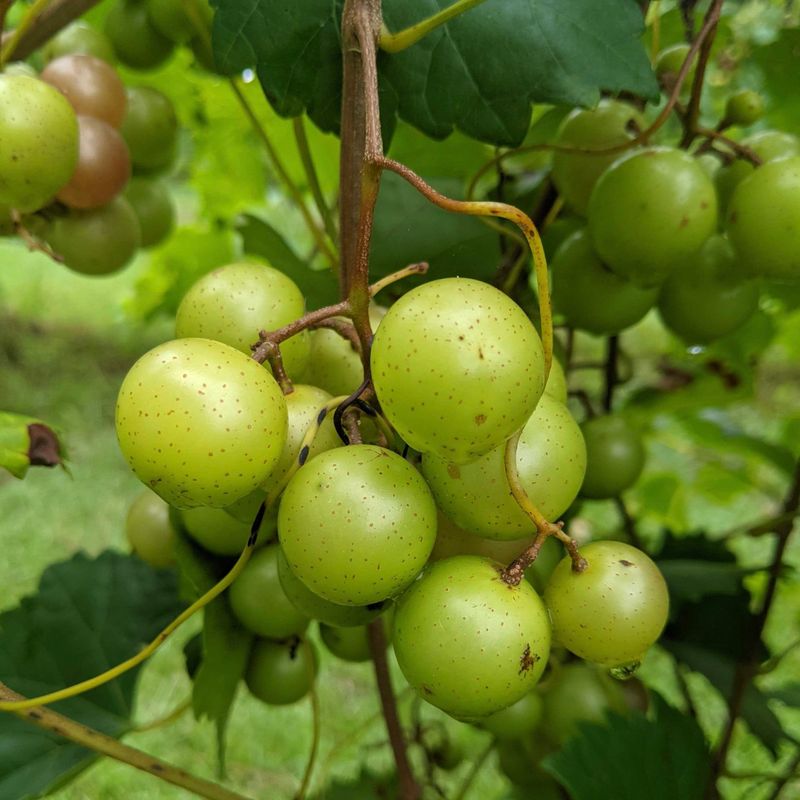 Grapes