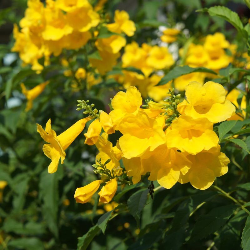 Yellow Bells