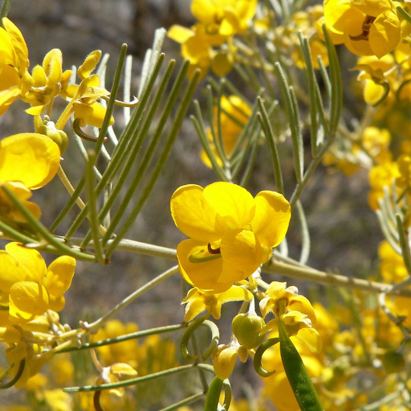 Feathery Cassia
