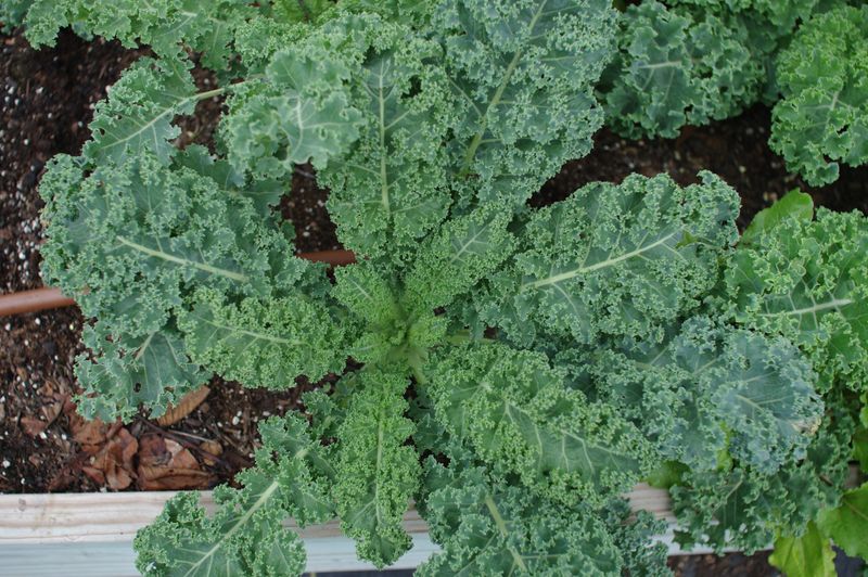 Kale - The Hardy Leafy Green Wonder