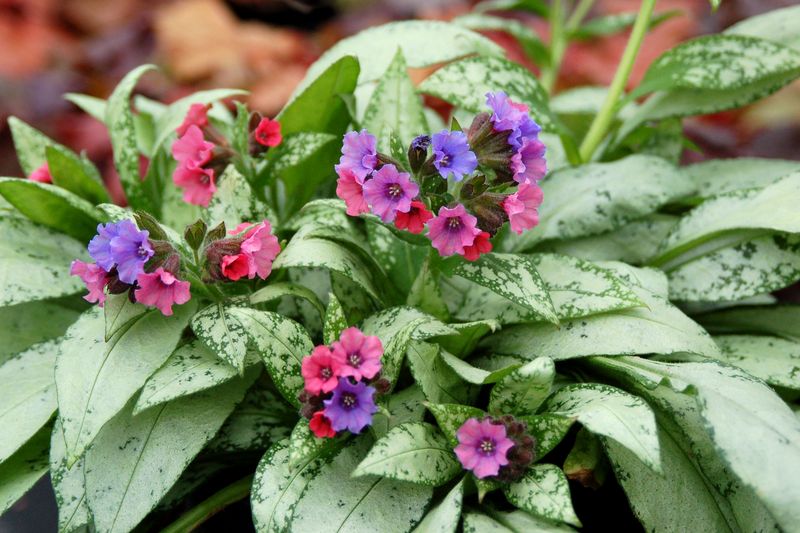 Lungwort