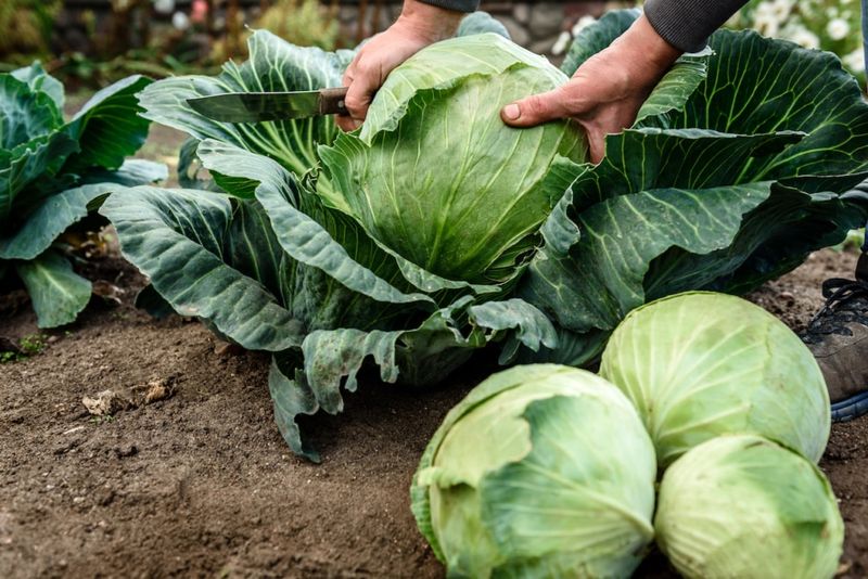 Reliable Cabbage Crops