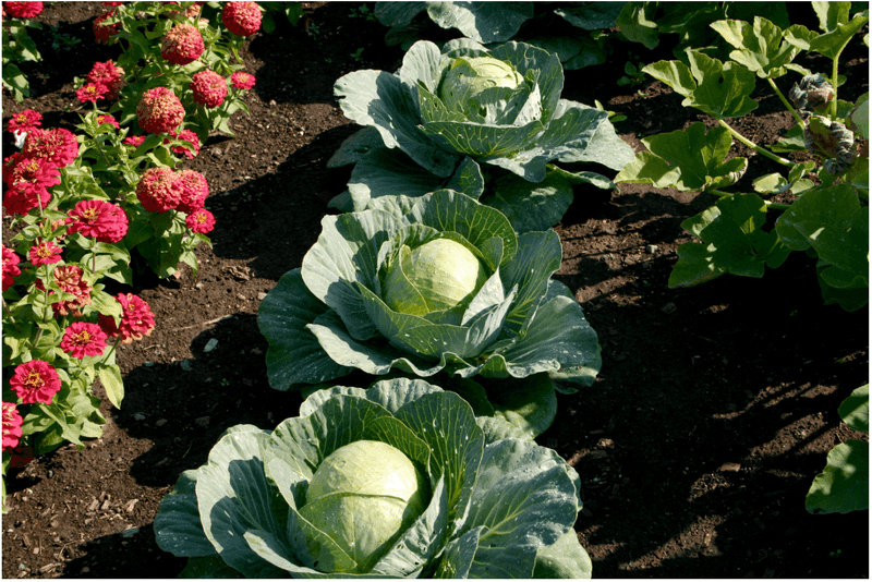 Time Your Planting with Weather Patterns