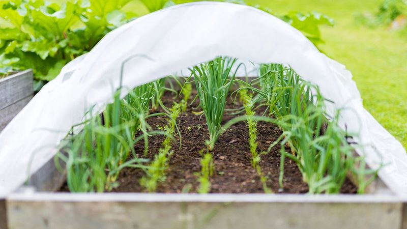 Use Row Covers for Frost Protection