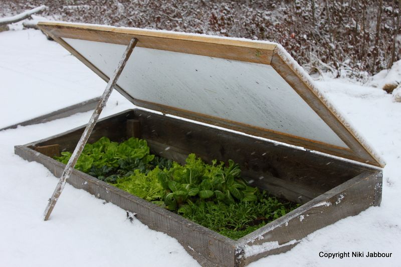 Utilizing Cold Frames