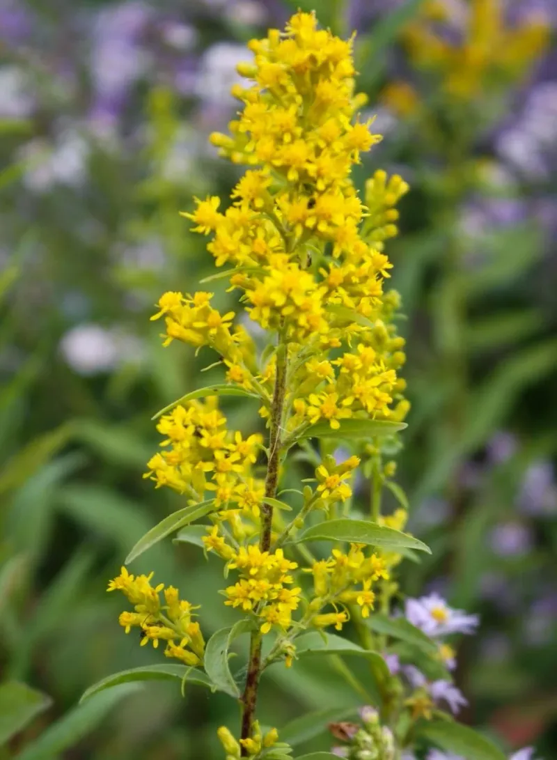 Showy Goldenrod