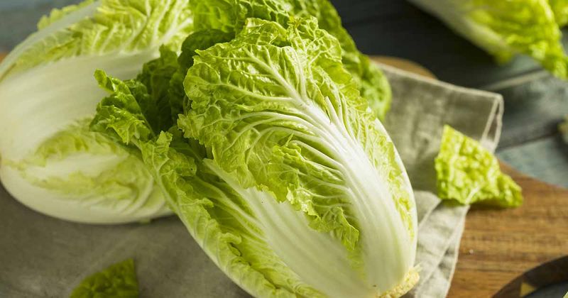 Napa Cabbage