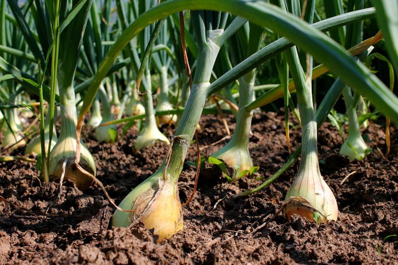Onions - Long Season Garden Investment
