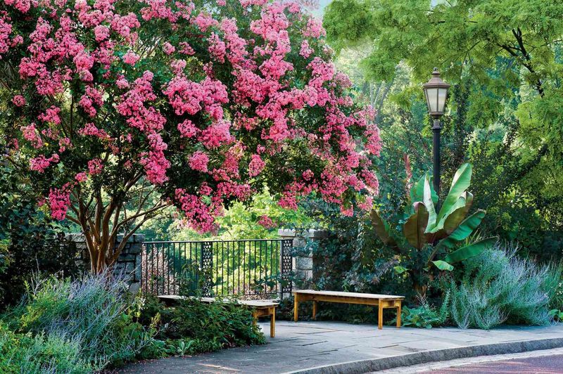Crape Myrtles: Four-Season Beauty Trees