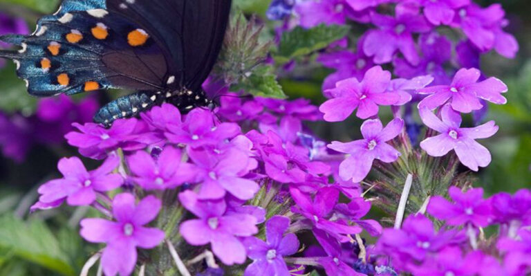 California Gardeners’ Favorite Drought-Tolerant Flowers