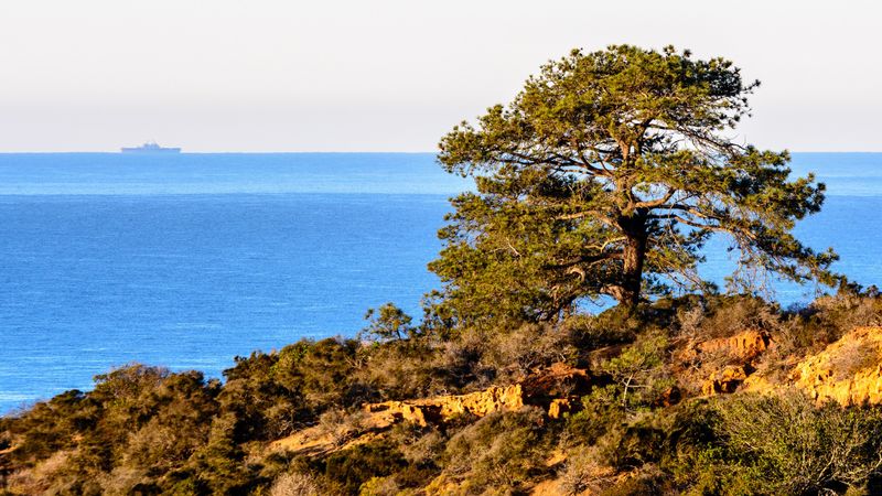 Torrey Pine (Pinus torreyana)
