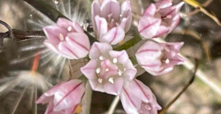 California: The U.S. State with the Most Unique Plants Found Nowhere Else