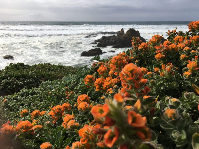 Mendocino Coast Botanical Gardens - Ocean Views and Native Wildflowers