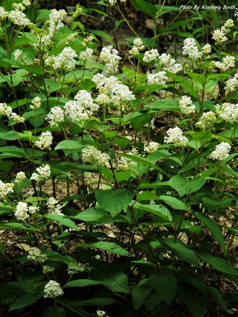 New Jersey Tea Shrubs