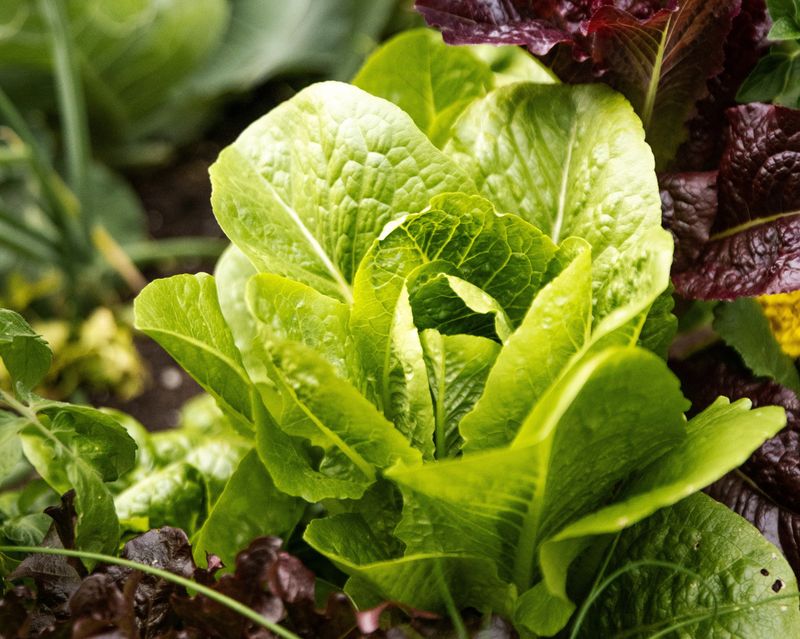 Lettuce
